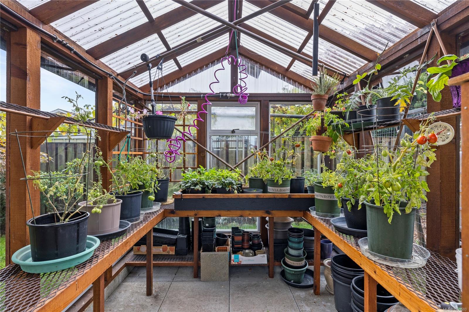 Greenhouse filled with potted plants, with wooden shelving and a translucent pitched roof.