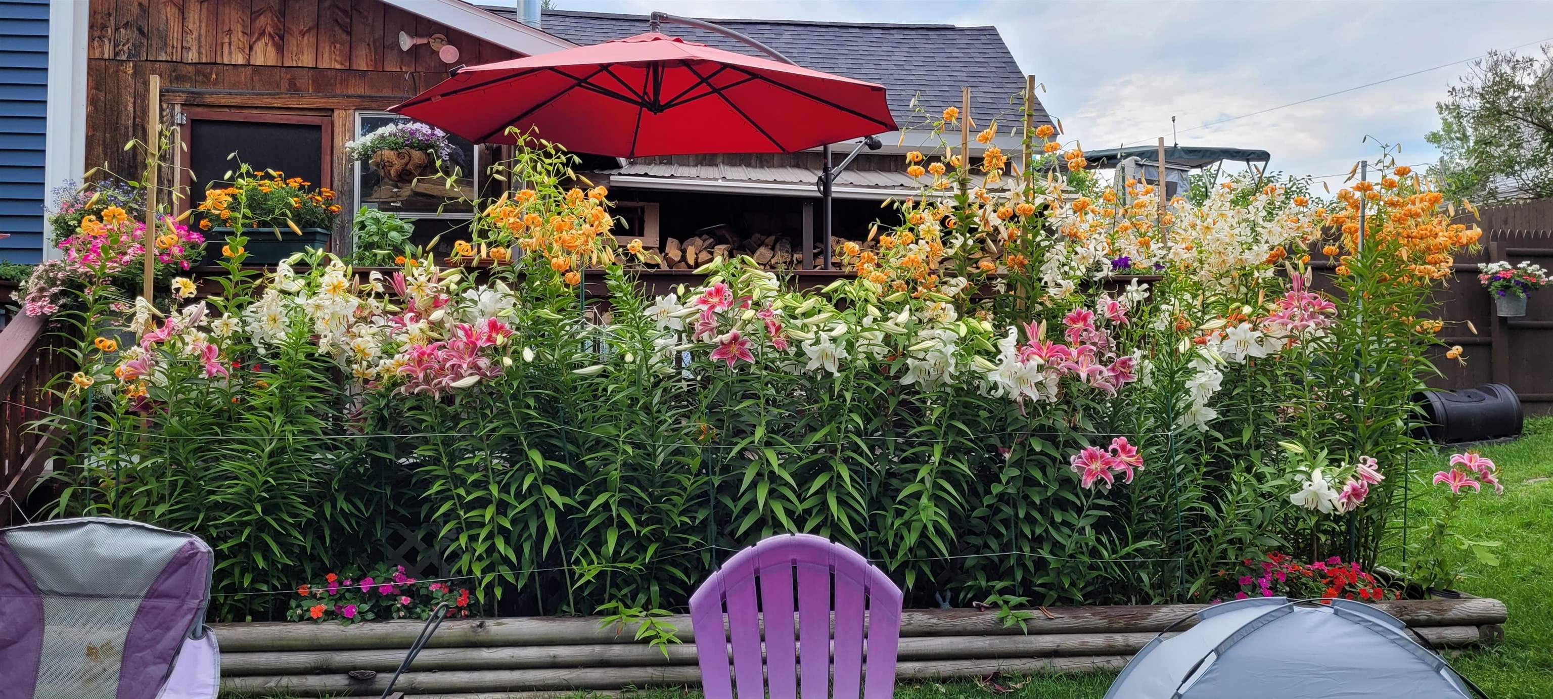 Backyard garden filled with lilies, with a red umbrella over the deck and outdoor chairs nearby.