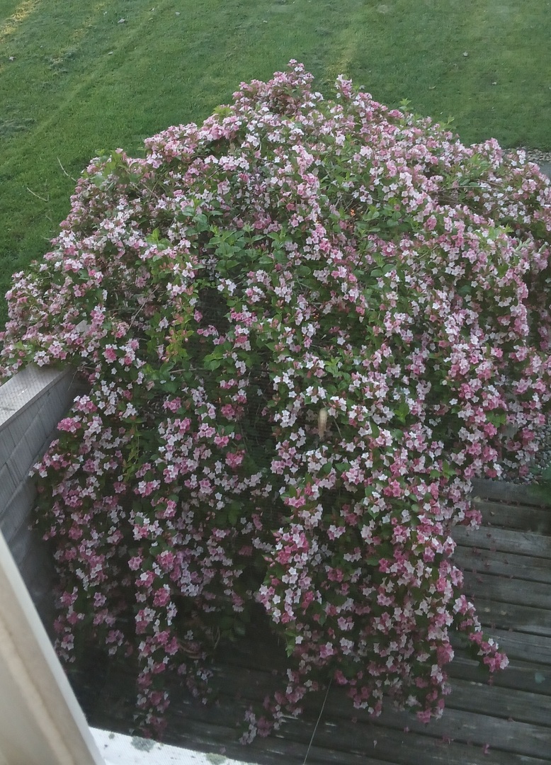 1928 Blackthorn Drive Unit: 1