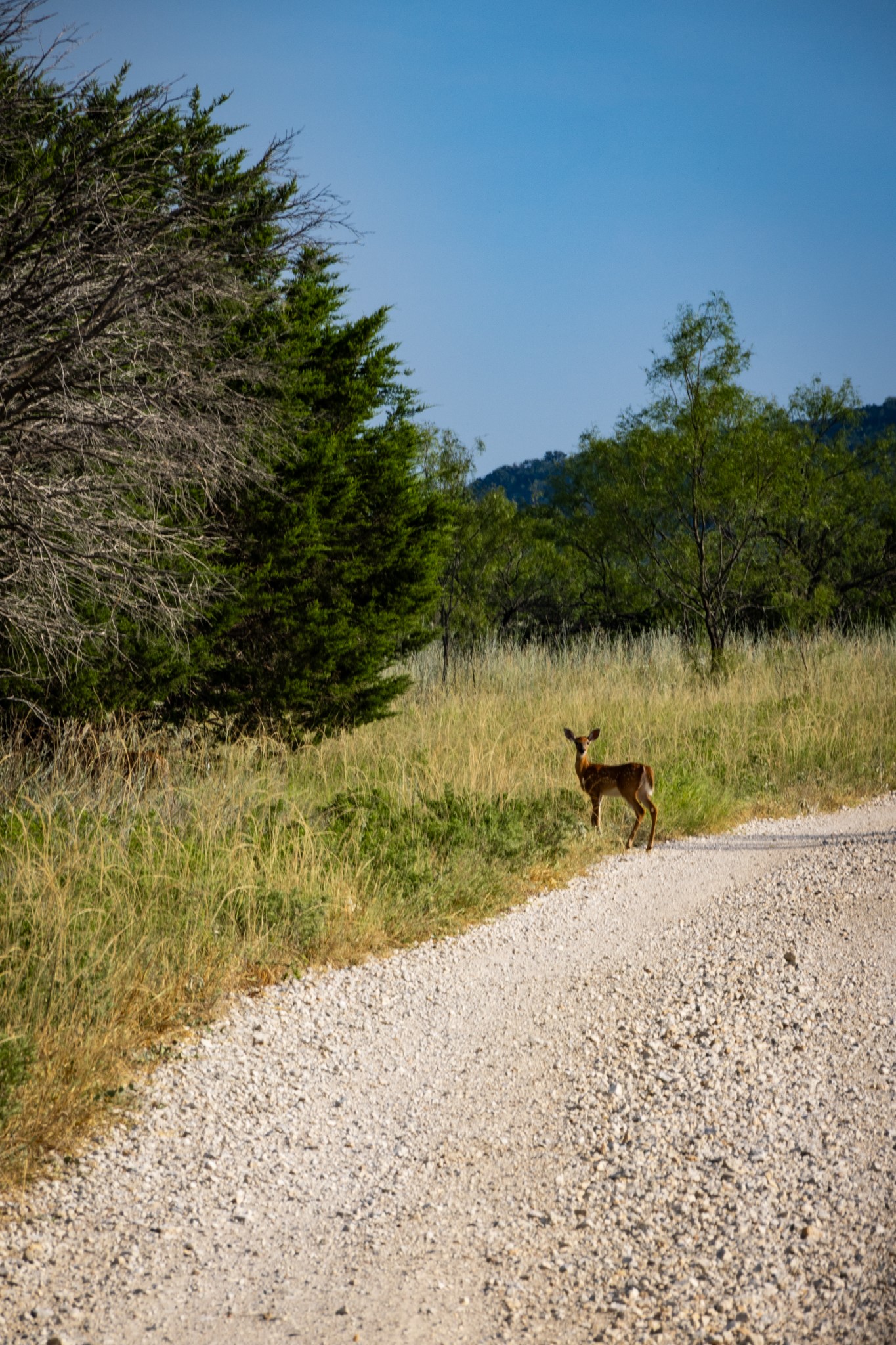 TBD Fortune Bend Road