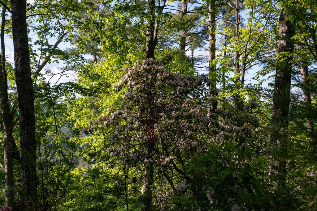 260 Eastatoe Parkway