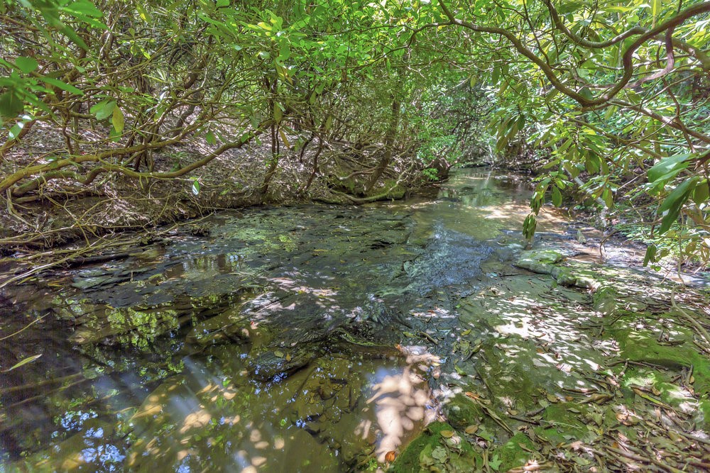 00 Marble Branch Trail