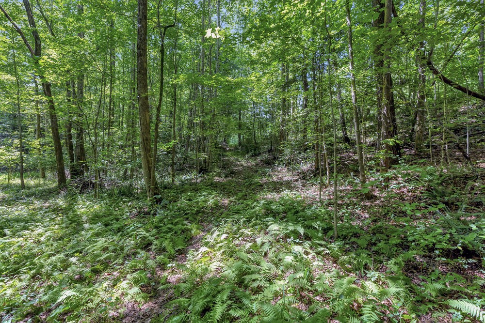 00 Marble Branch Trail