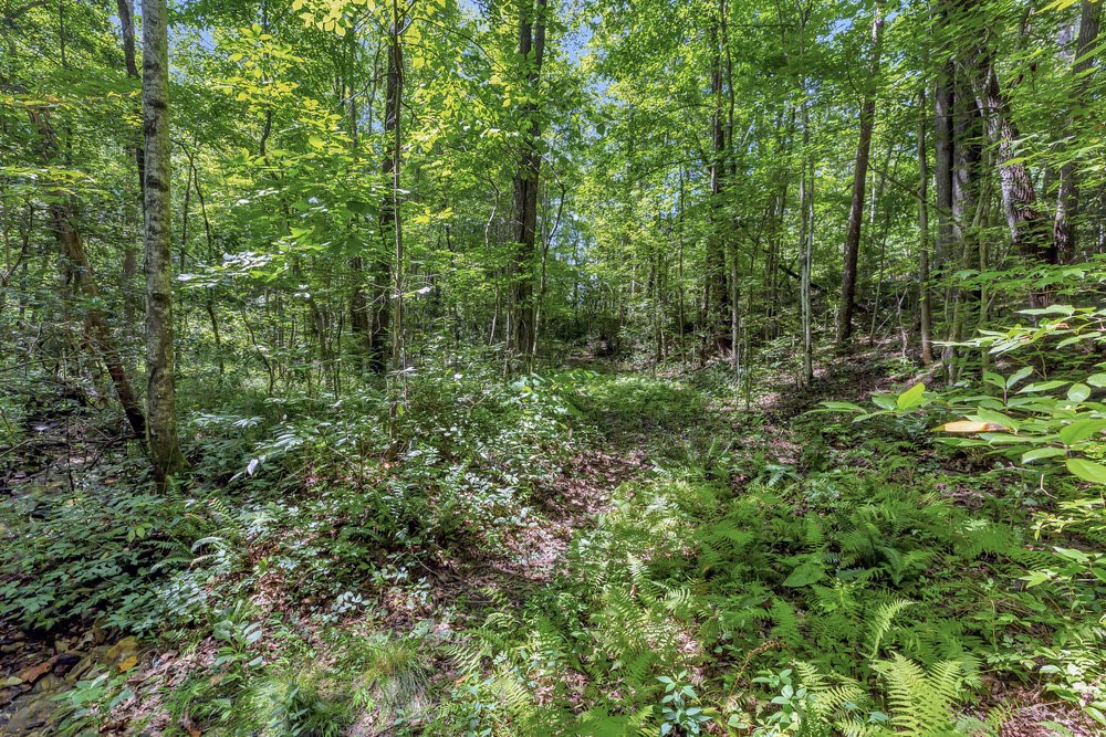 00 Marble Branch Trail
