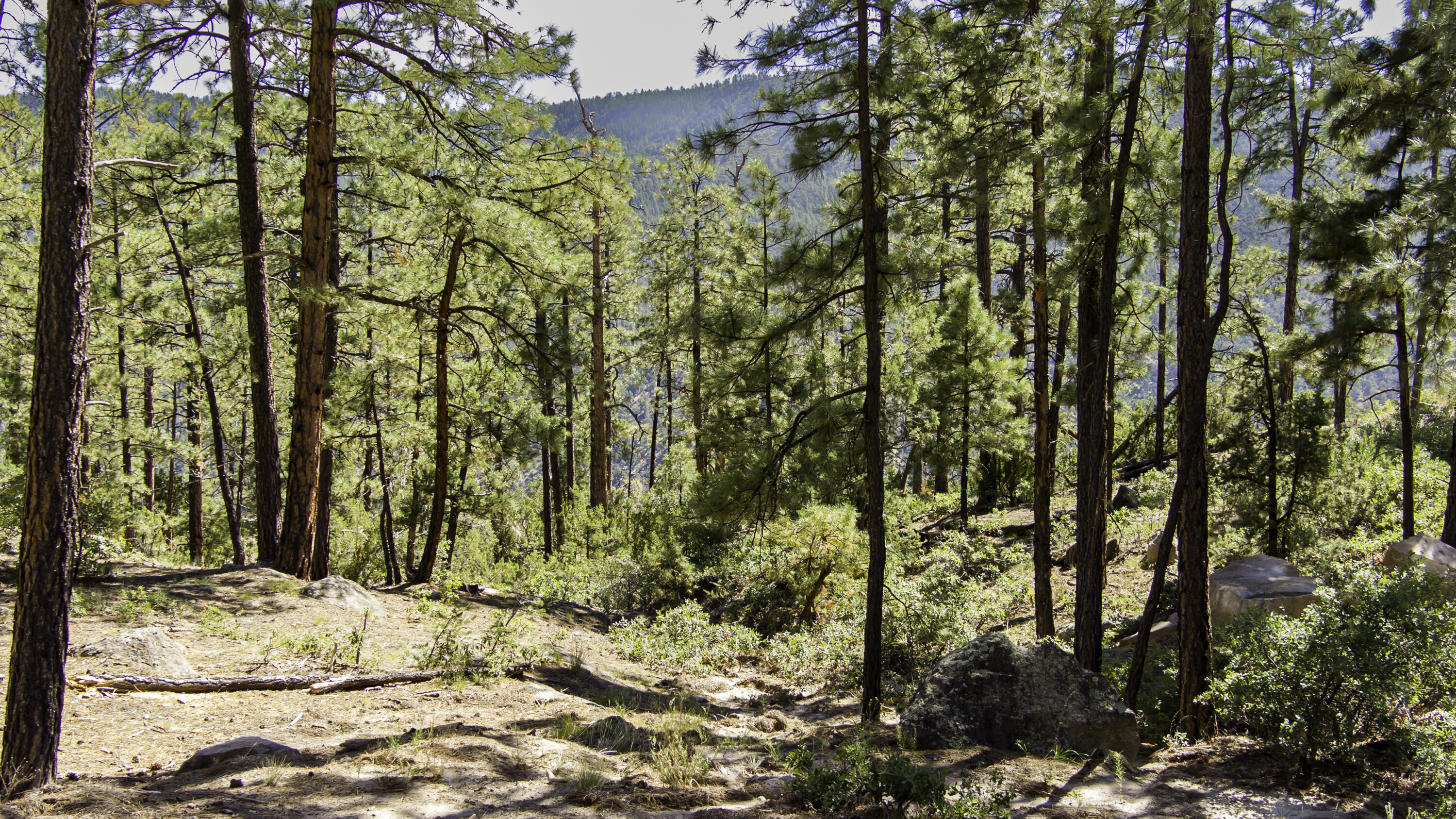 1700 Ponderosa Drive