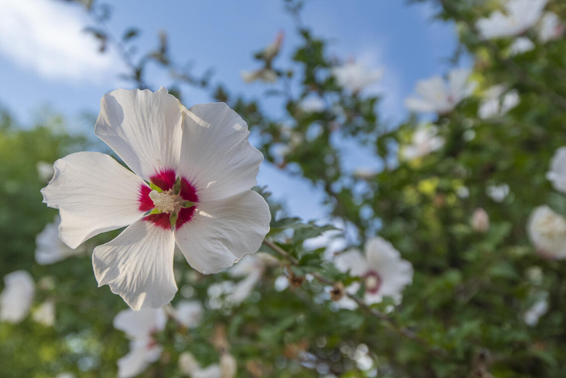 6605 Luella Anne Drive NE