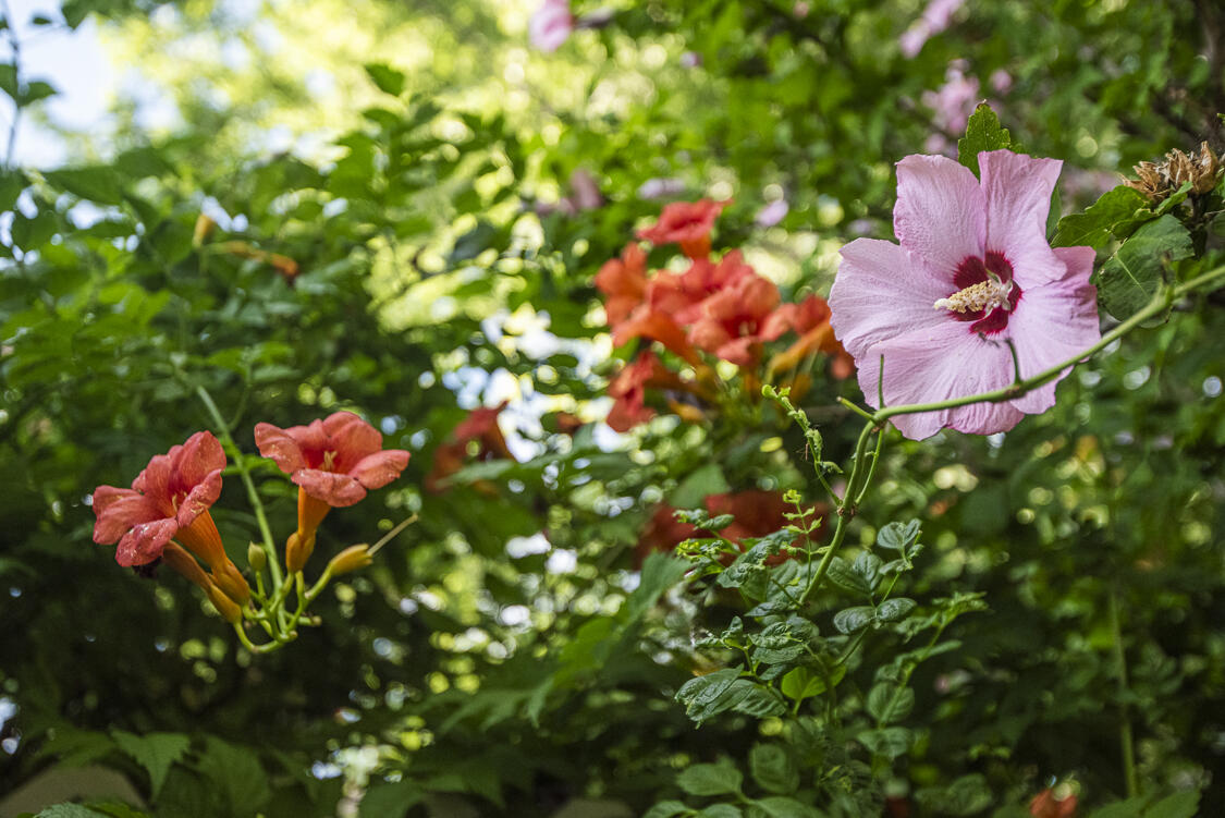 6605 Luella Anne Drive NE