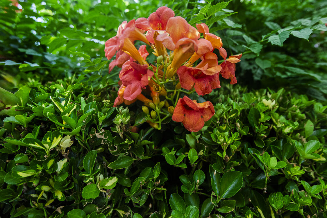 6605 Luella Anne Drive NE