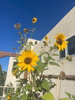 1505 MONTE LARGO Drive NE