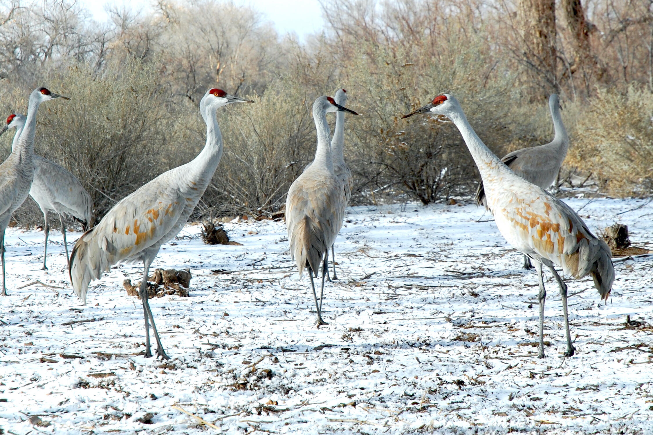 3017 CALLE DEL BOSQUE NW