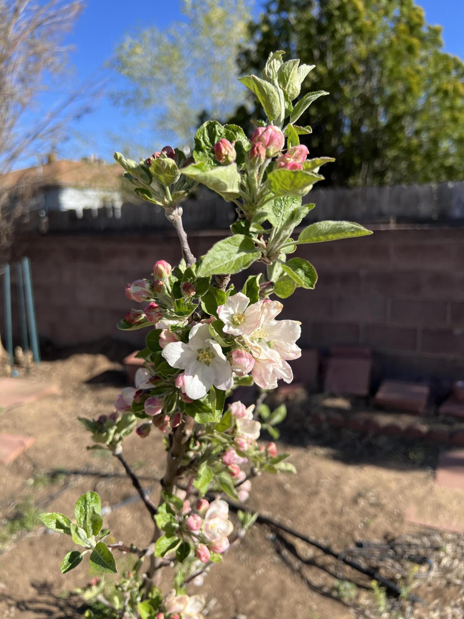 9722 APACHE Avenue NE