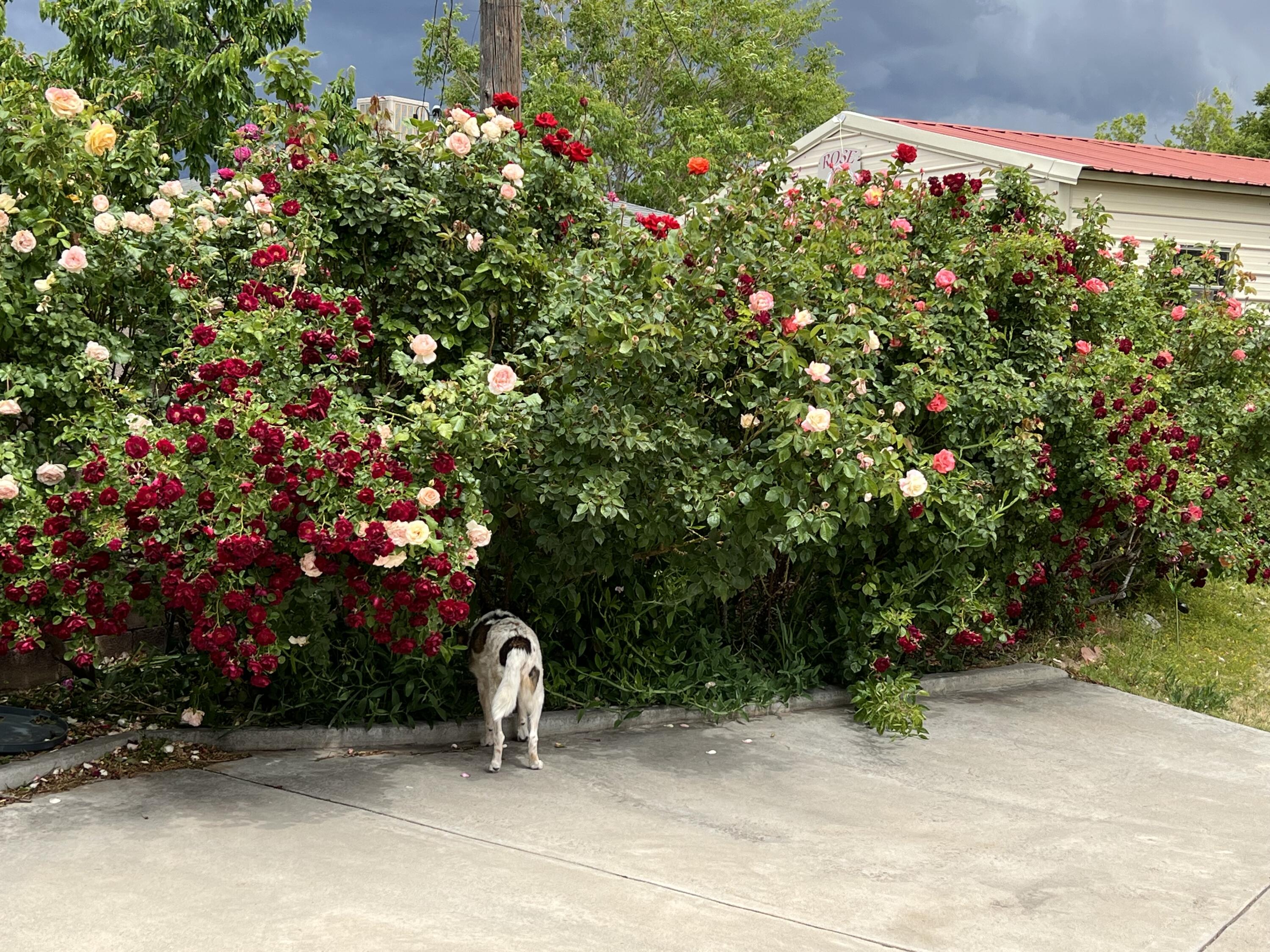 9722 APACHE Avenue NE