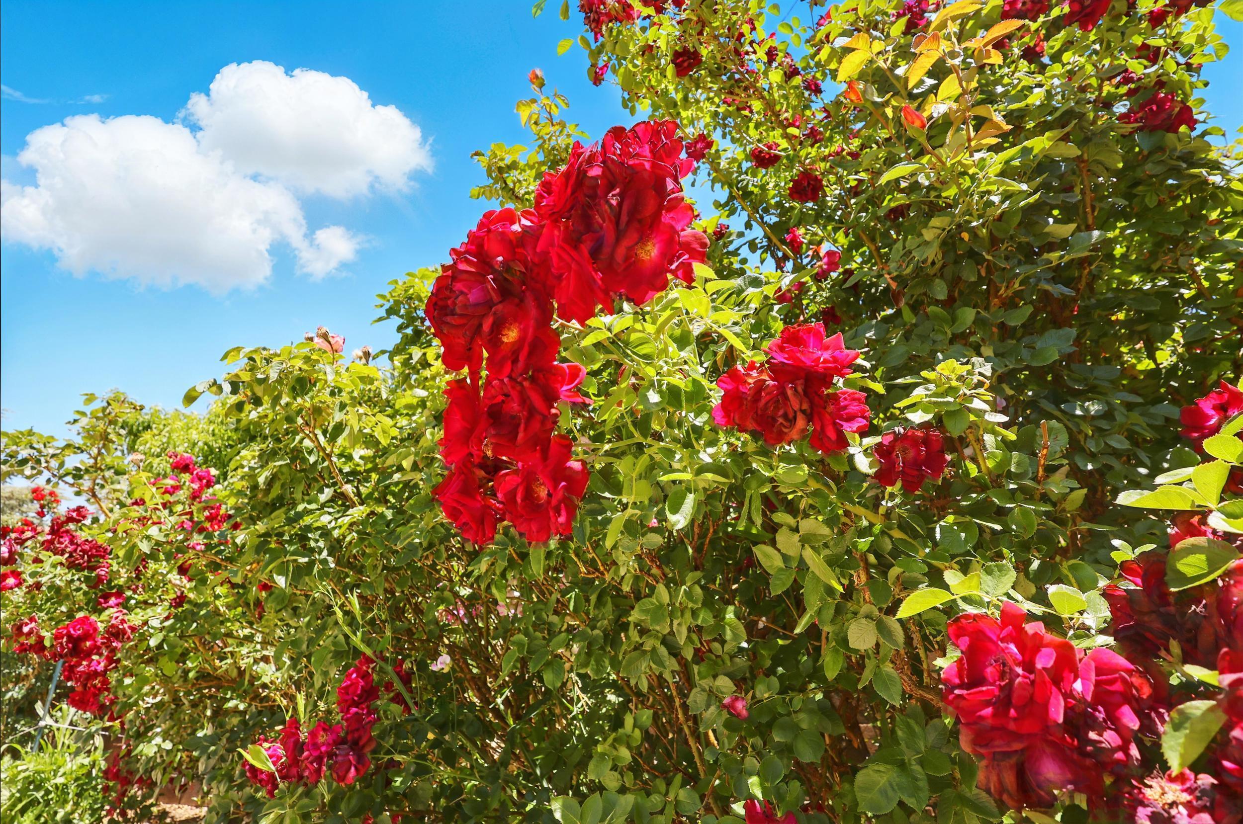 9722 APACHE Avenue NE