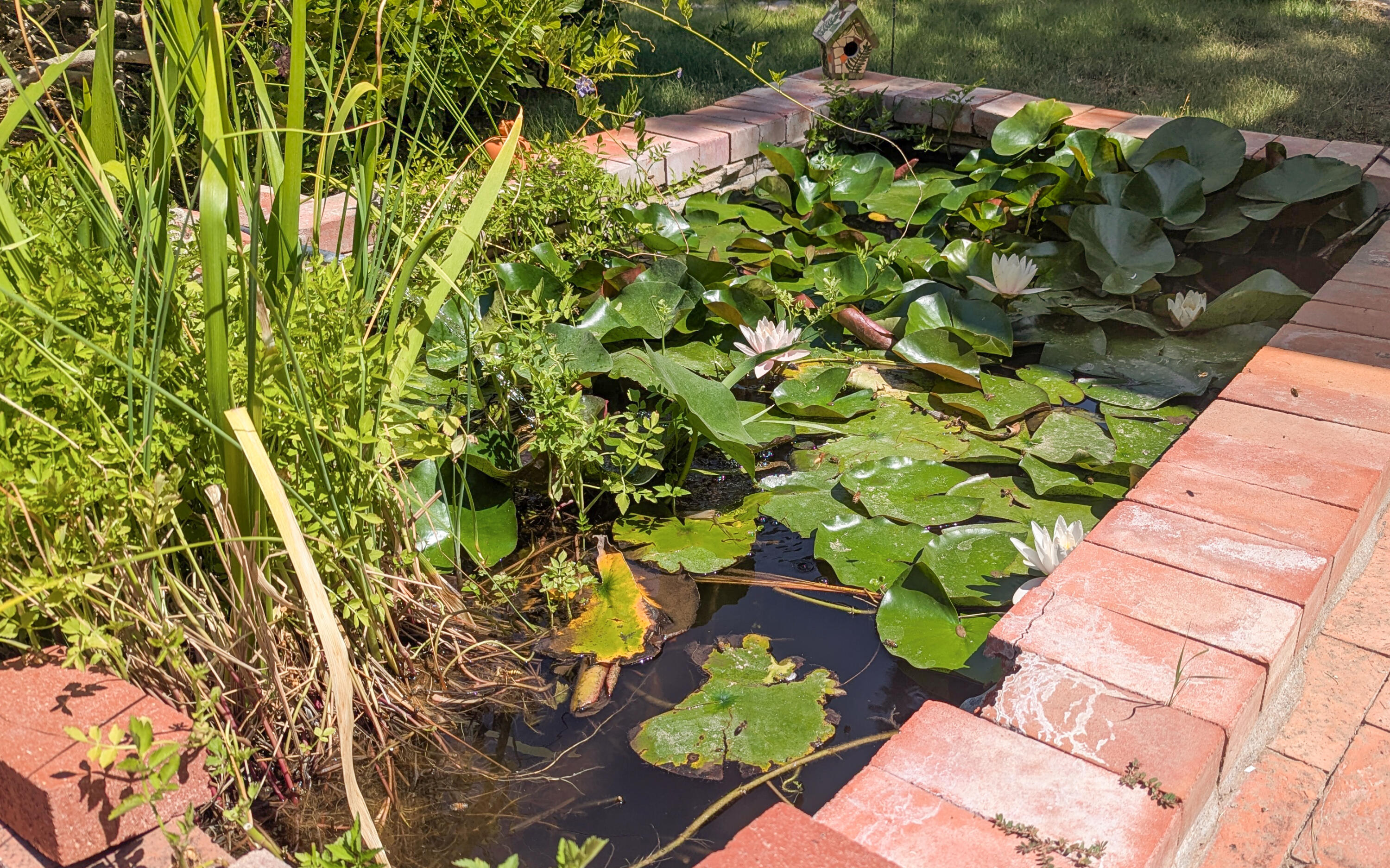 929 AVENIDA ESTRELLITA NE