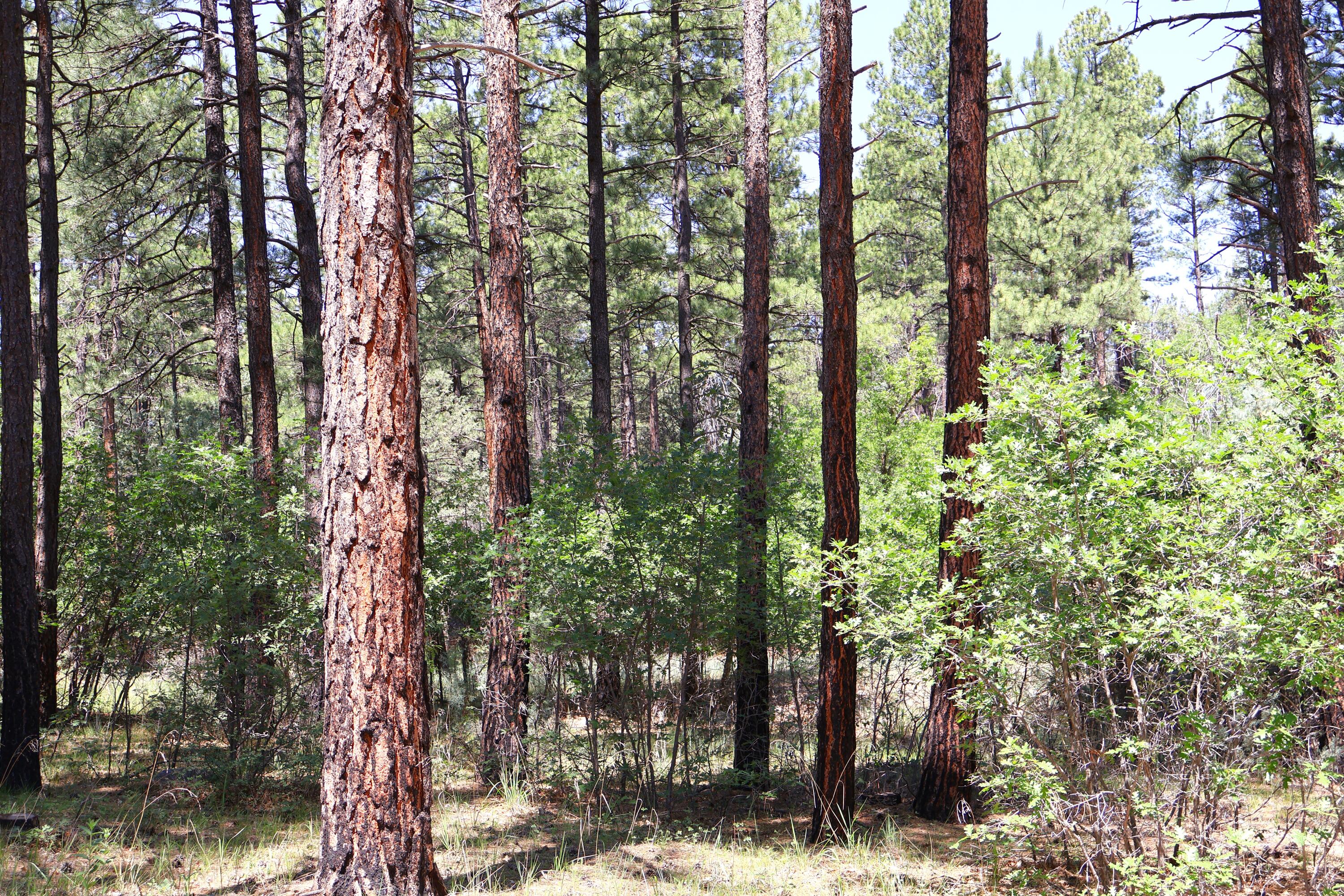 Lot 37 Sherwood Forest