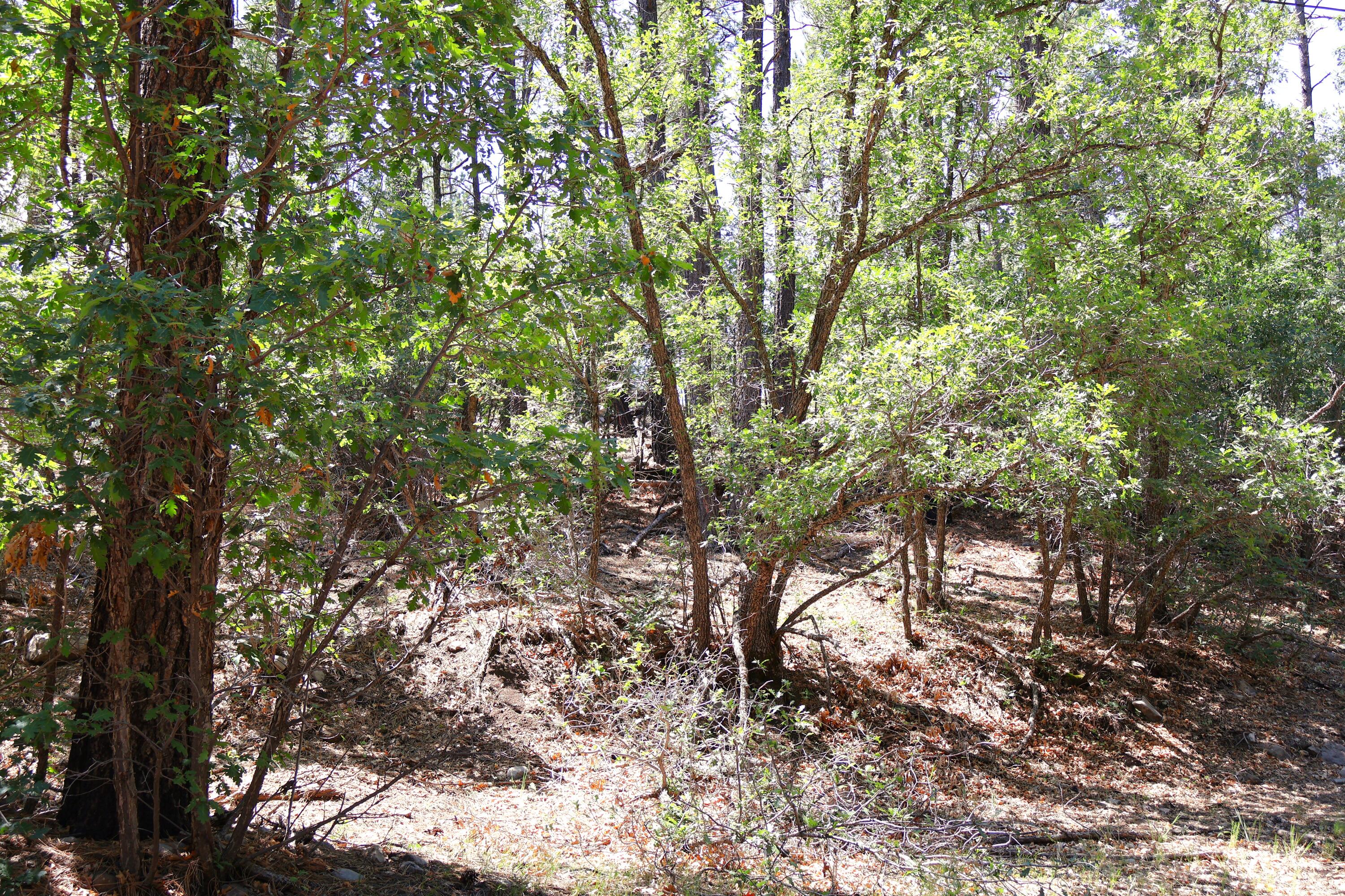 Lot 5 Sherwood Forest