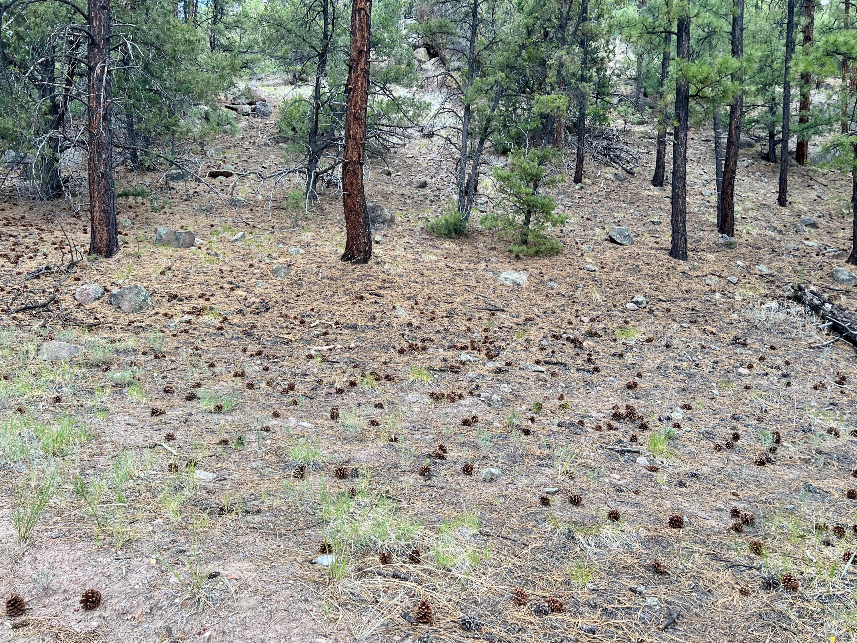 Lot 36 Spruce Loop