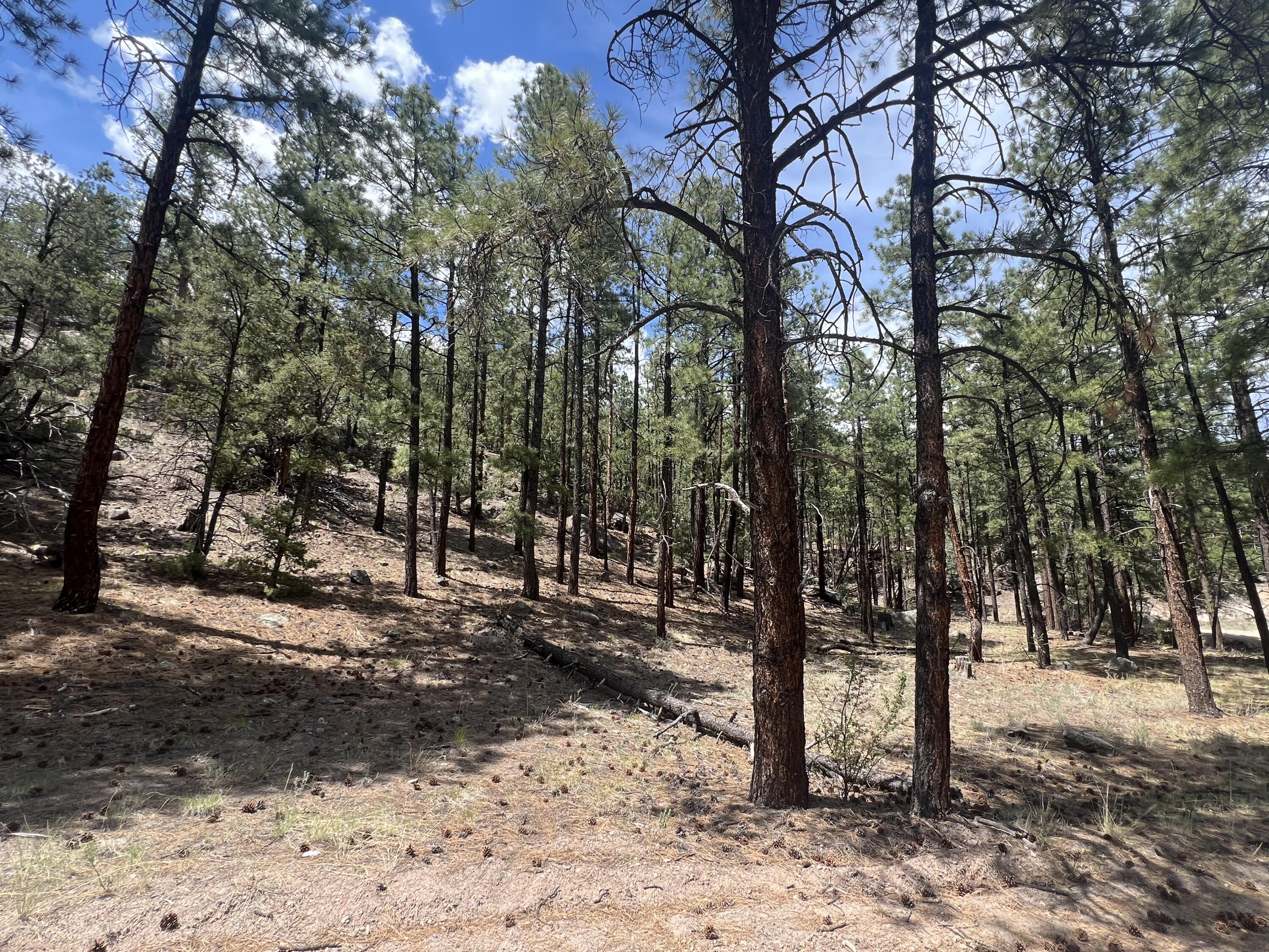 Lot 36 Spruce Loop