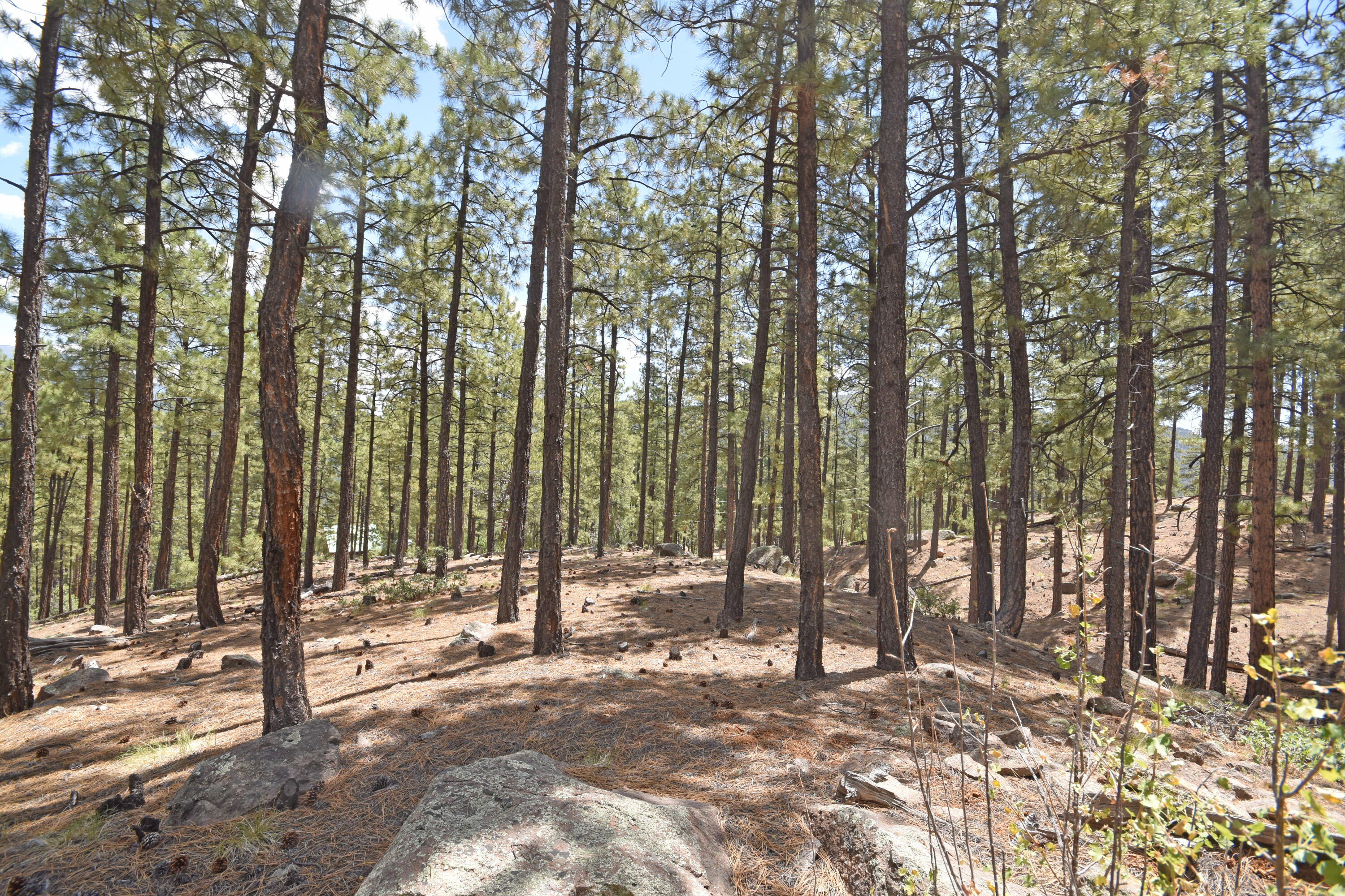 Lot 6A Cool Pines