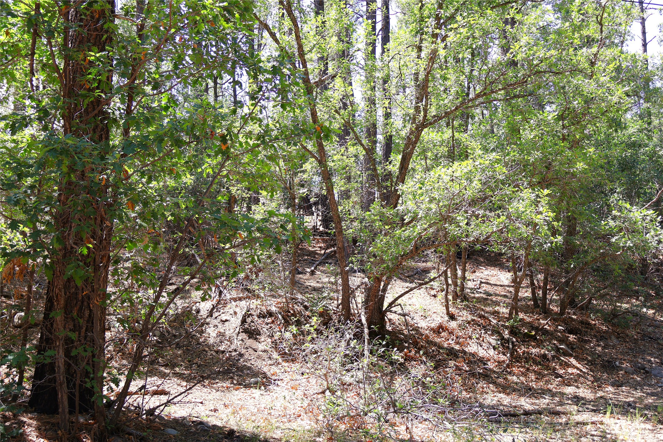 Lot 5 Sherwood Forrest