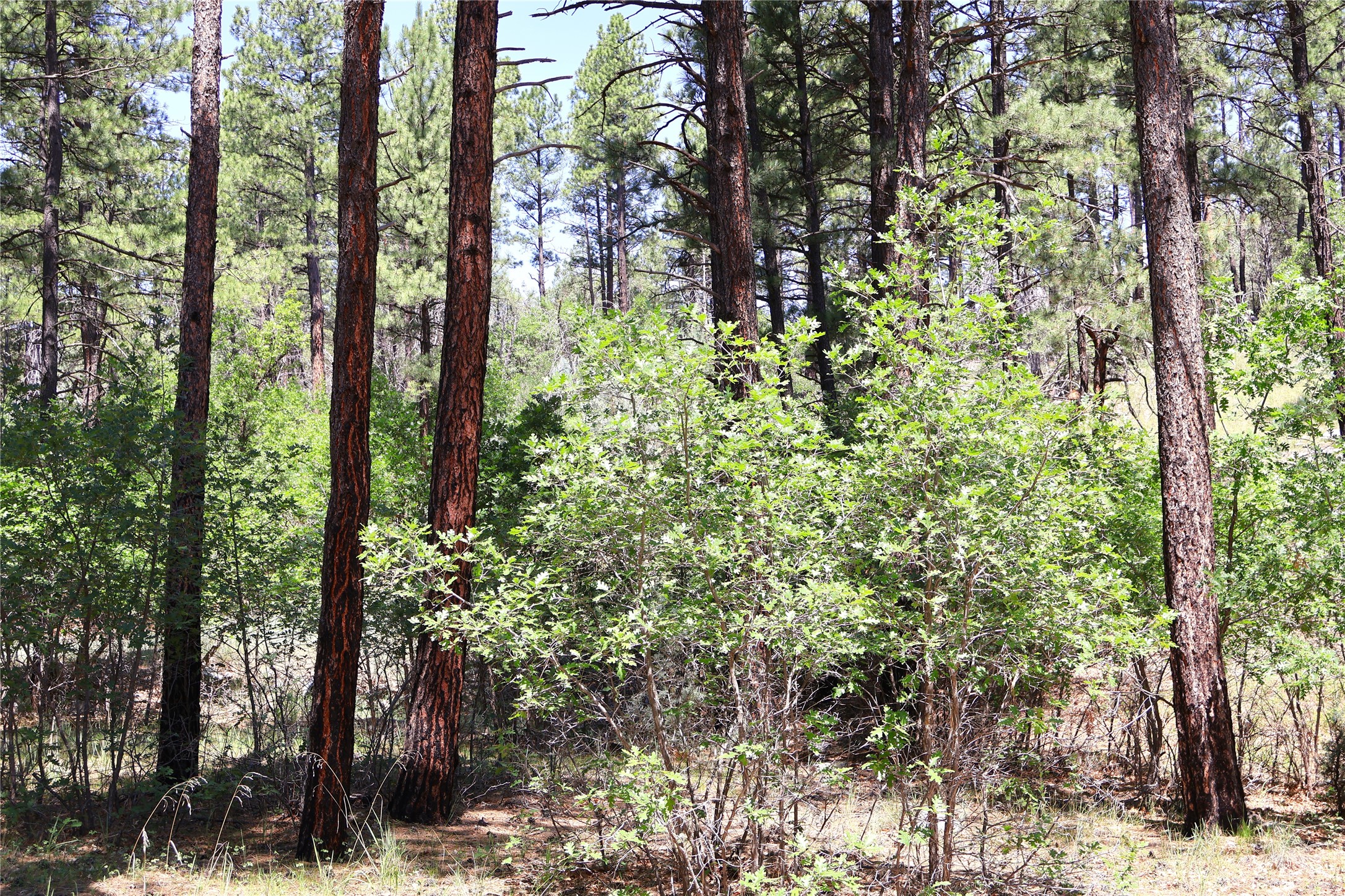 Lot 37 Sherwood Forrest