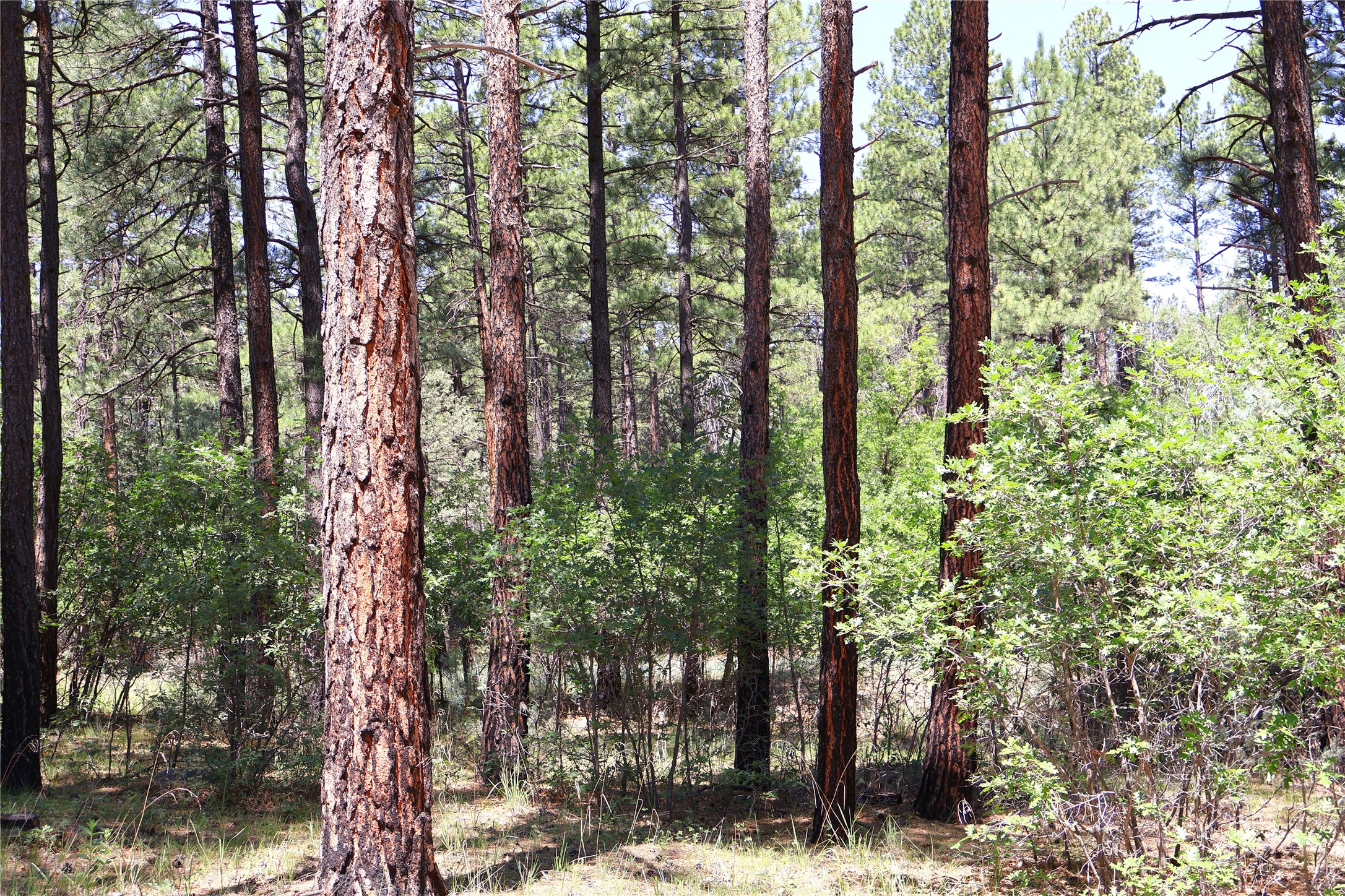 Lot 37 Sherwood Forrest