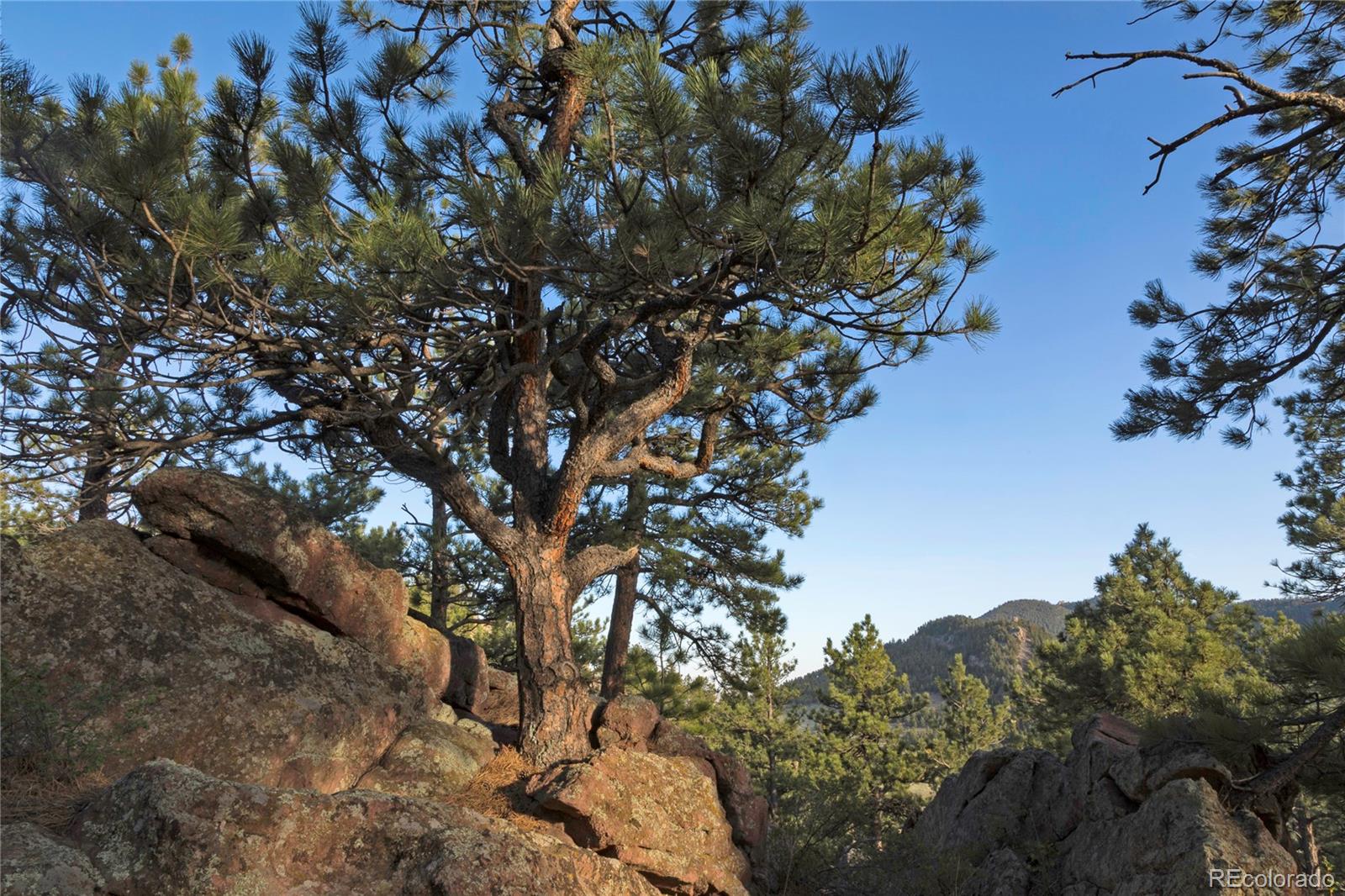 73 Canyon Pines Drive