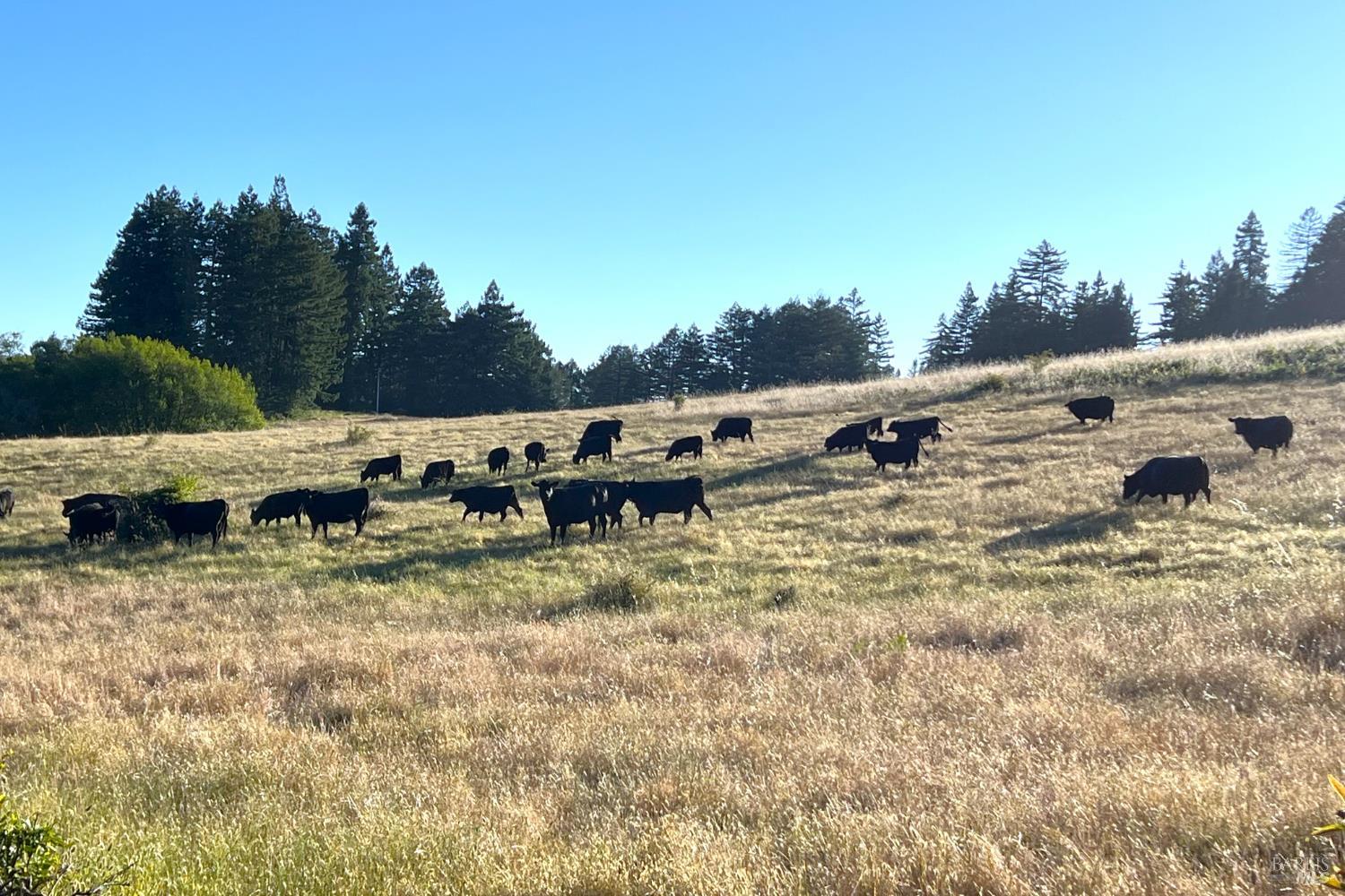 16880 Coleman Valley Road