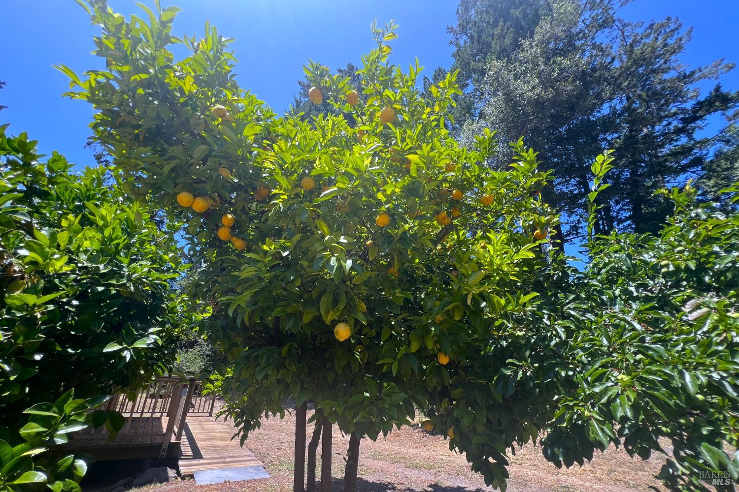 16880 Coleman Valley Road