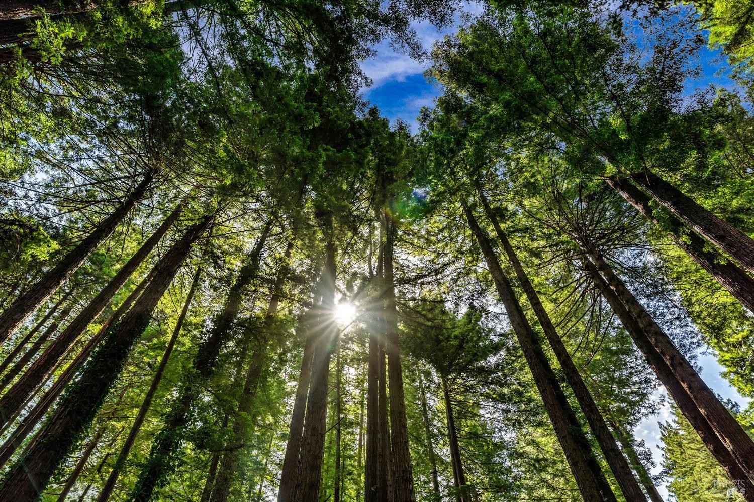 1420 Cazadero Hwy