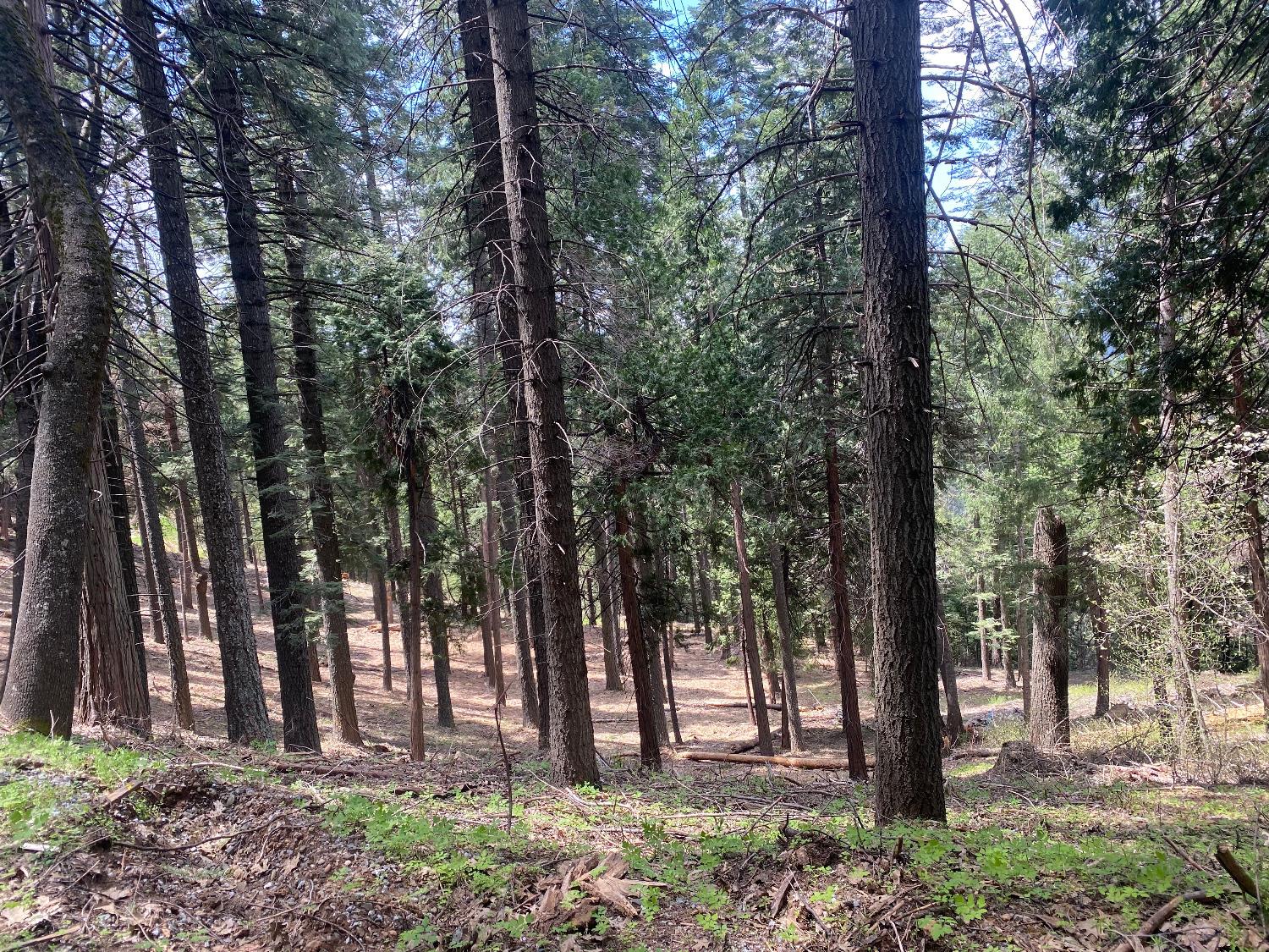 3 .75 Acres Bullion Bend Road