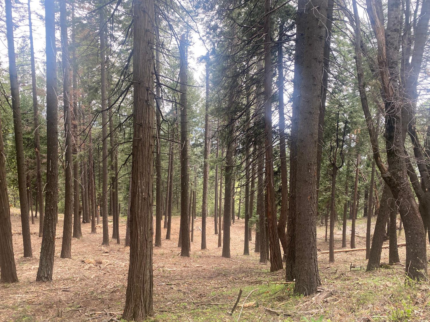 3 .75 Acres Bullion Bend Road