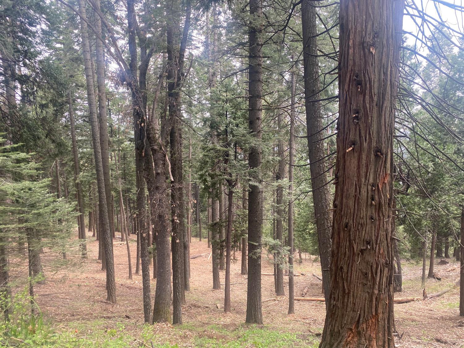 3 .75 Acres Bullion Bend Road