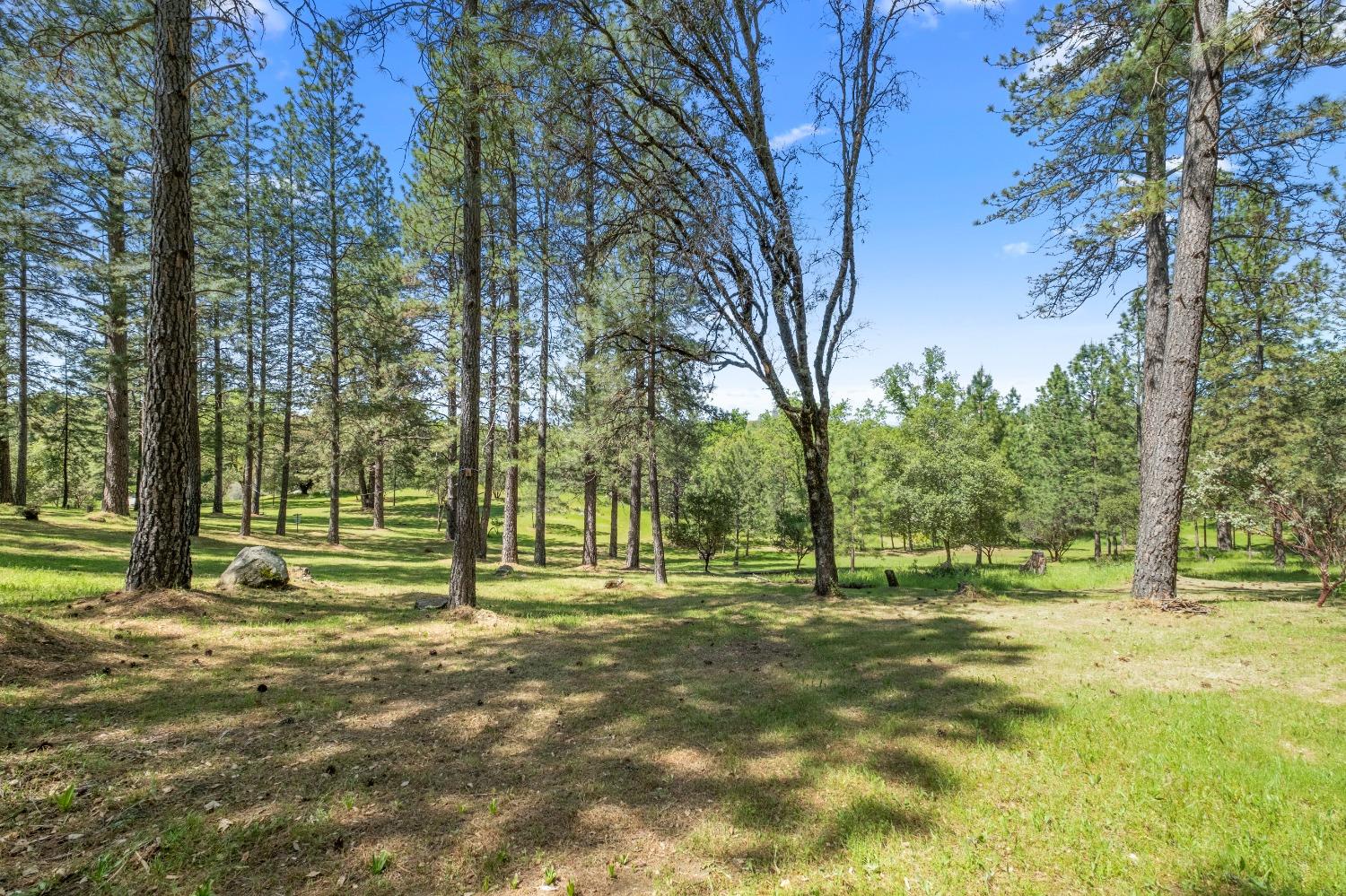 3137 Squirrel Hollow