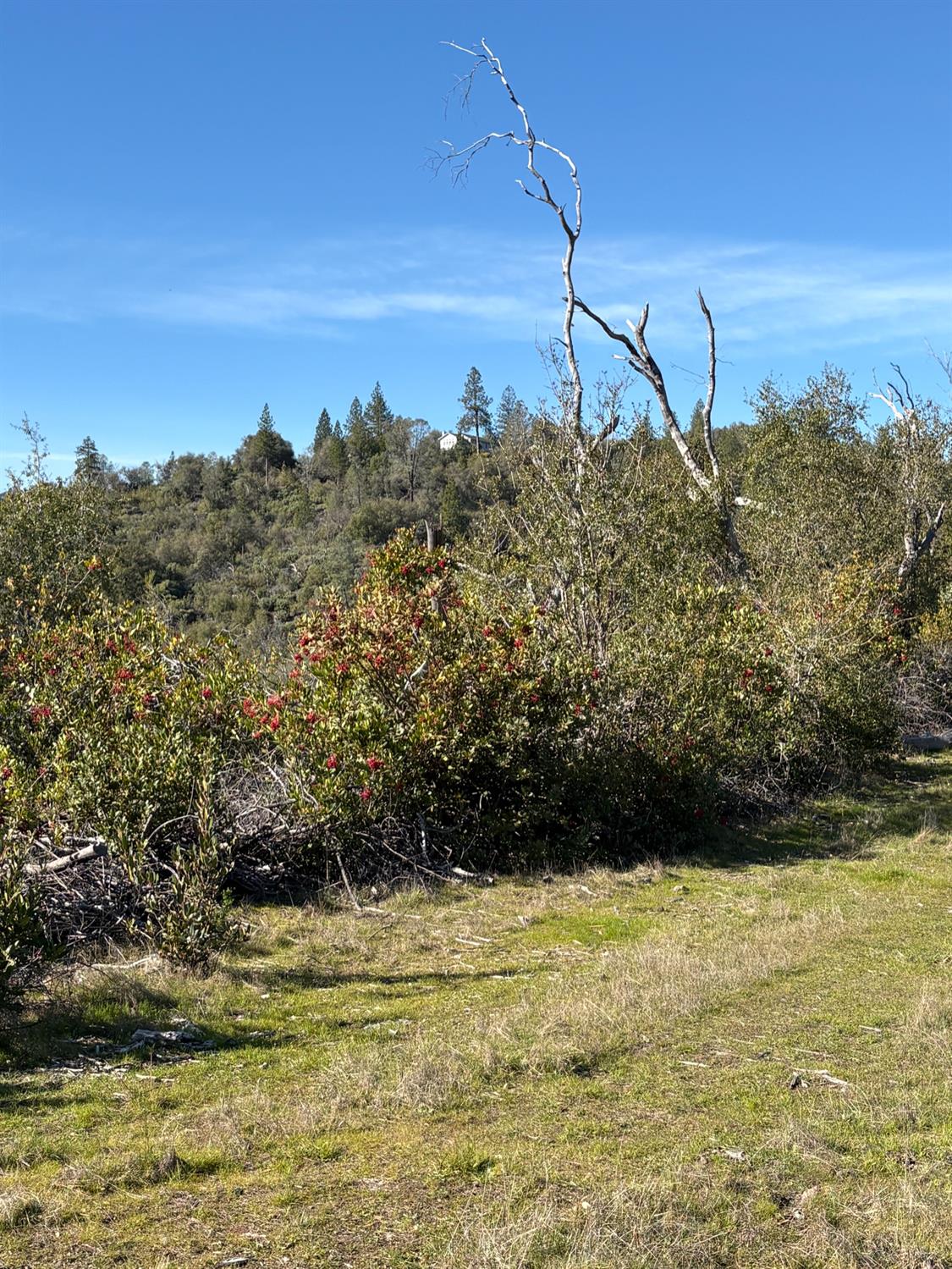 3201 Toyonberry Lane