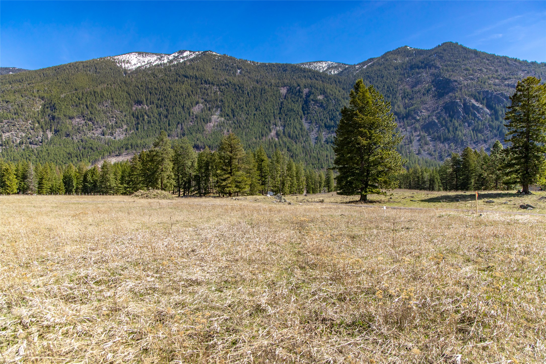 Open land parcel with dry meadow, scattered pines, and forested mountain backdrop.