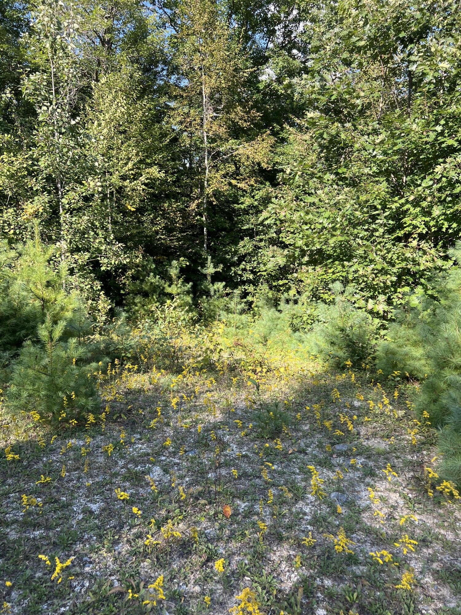 Lot 9 Songo Pond Road