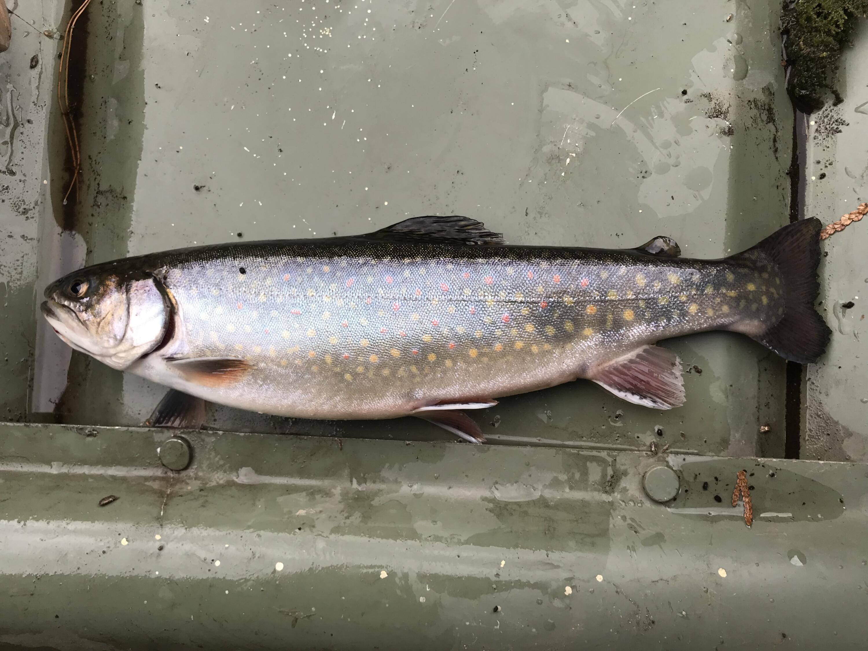 59 McDonald Road Road