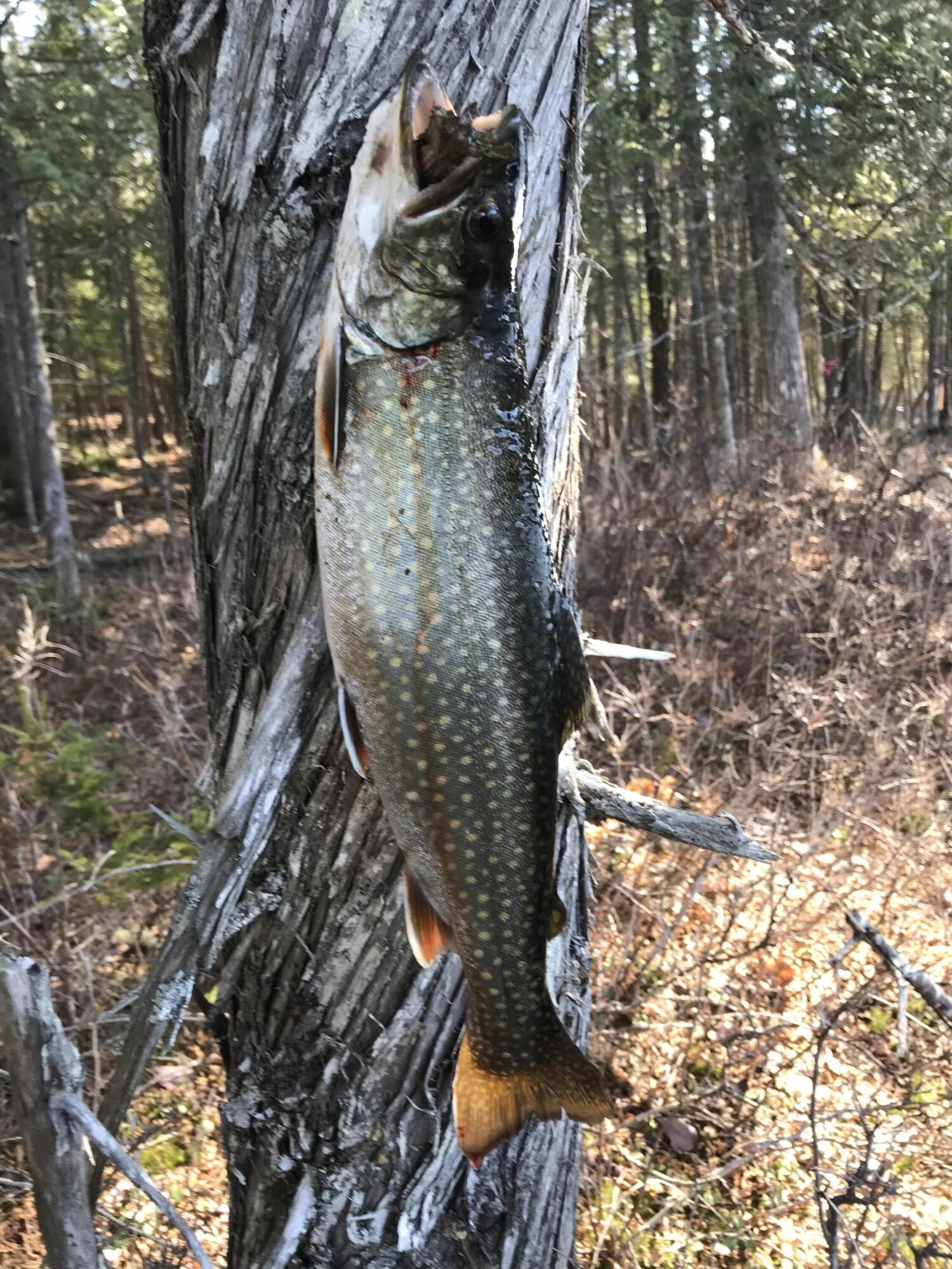 59 McDonald Road Road