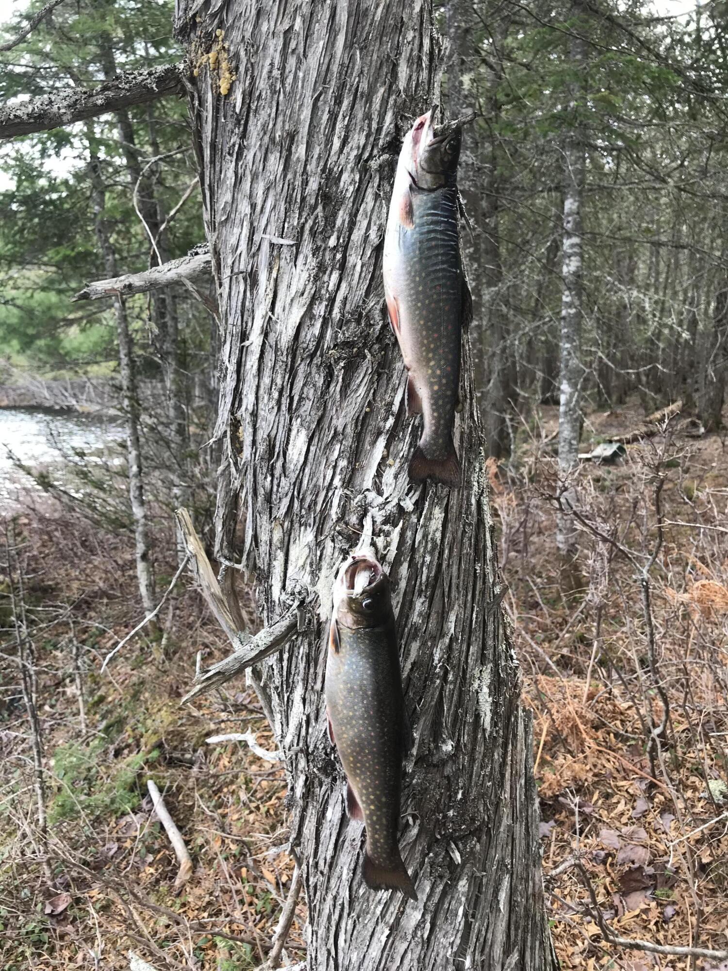 59 McDonald Road Road