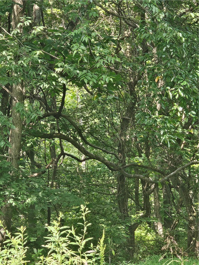 Lot 16 Block 4 Leola Lane