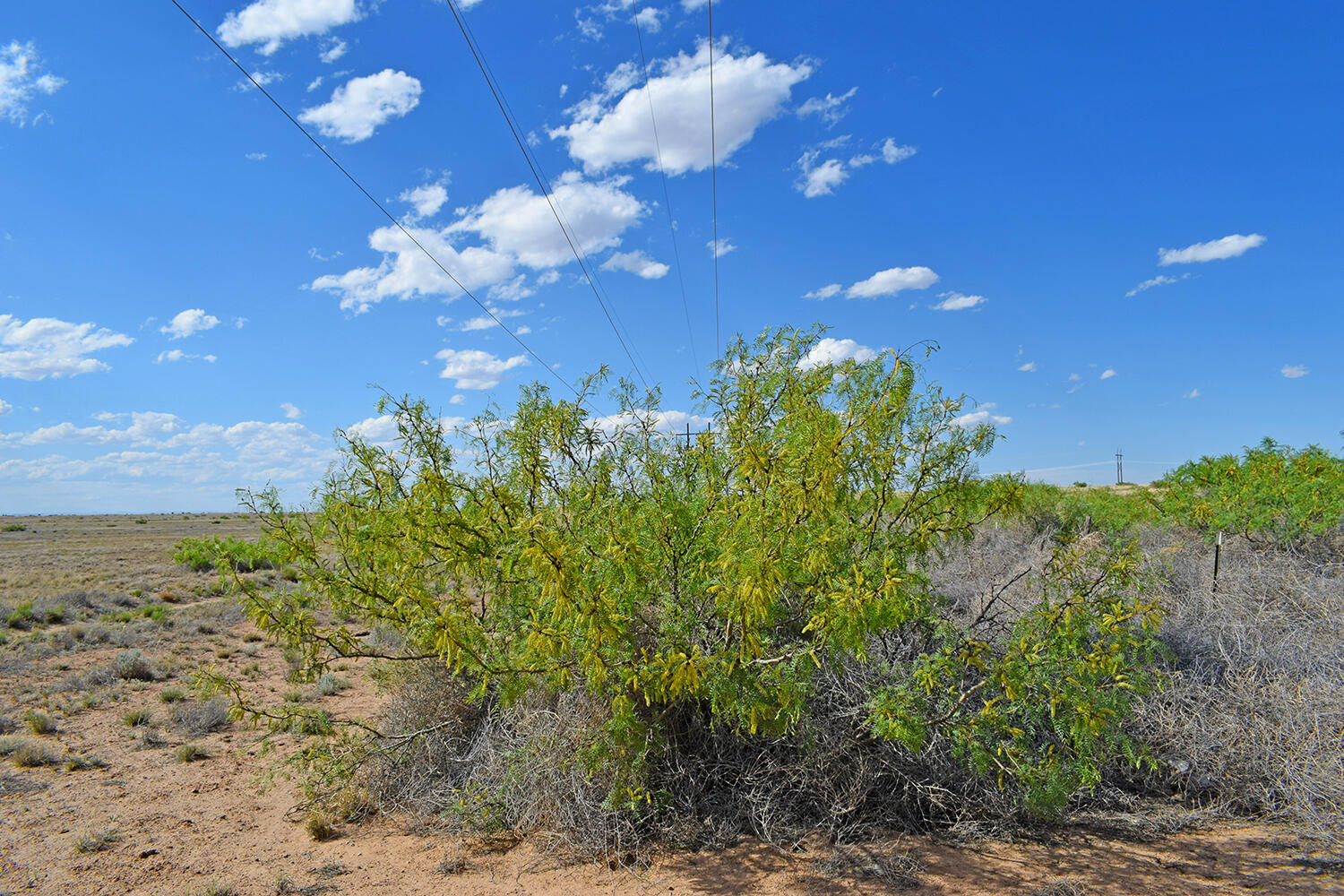 Lot 376 Rancho Rio Grande 4