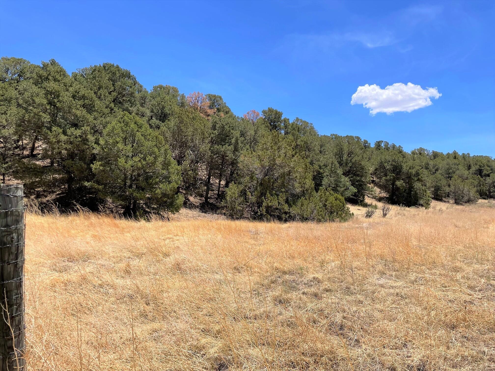 88 SEDILLO CANYON Road