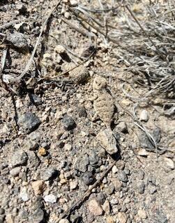 LOT 4 Cerro Redondo