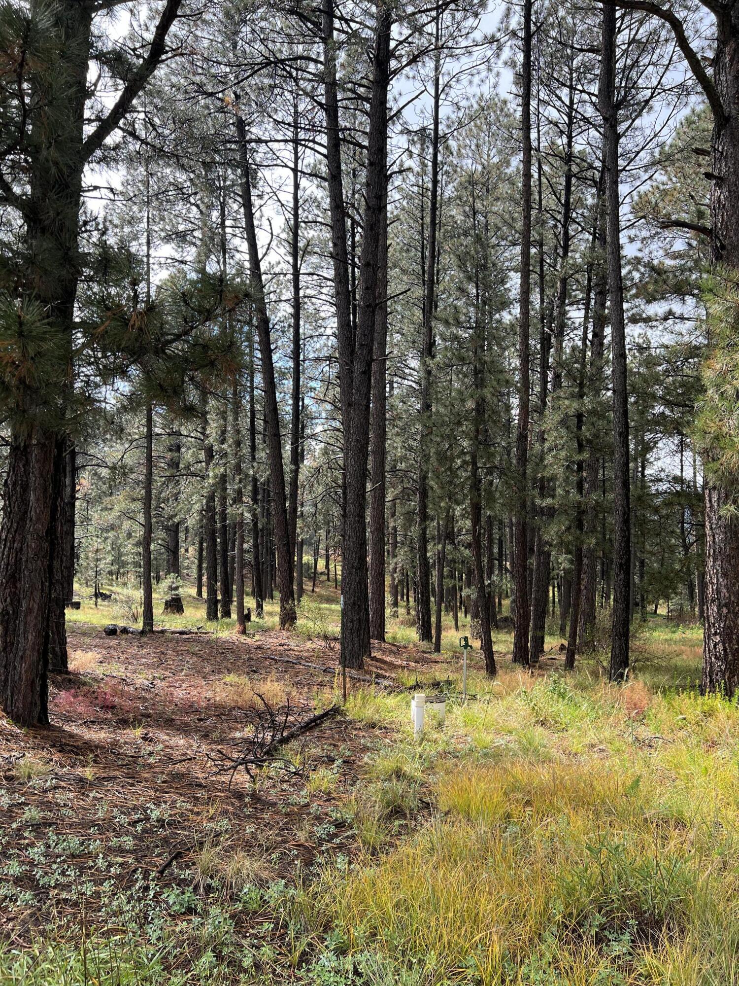 195 Mimbres Way