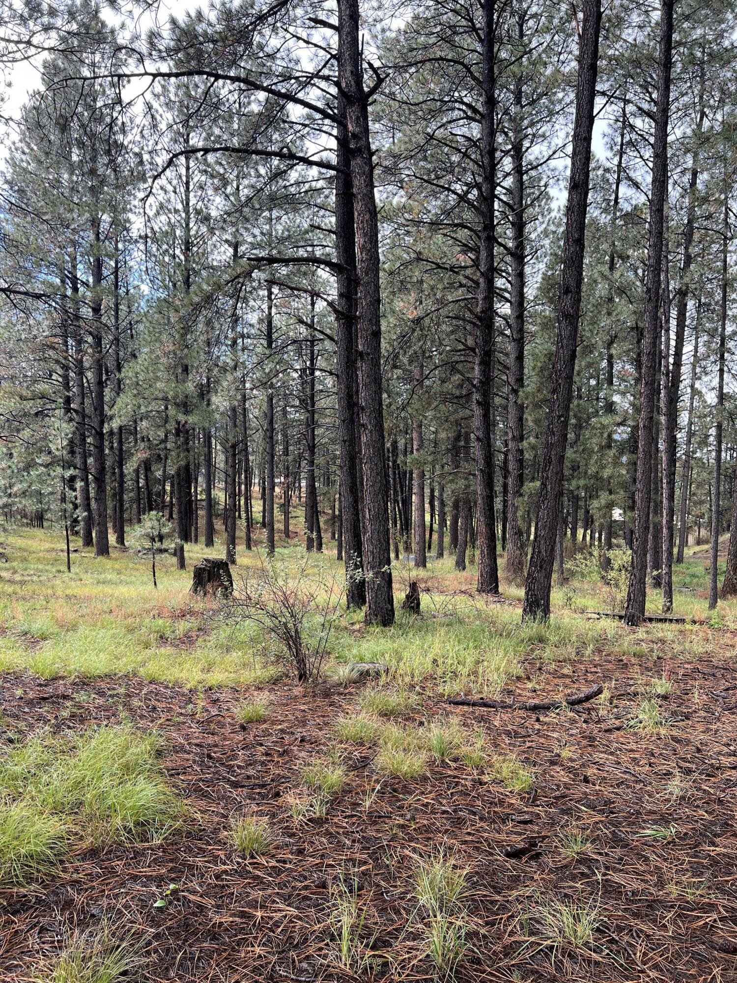 195 Mimbres Way