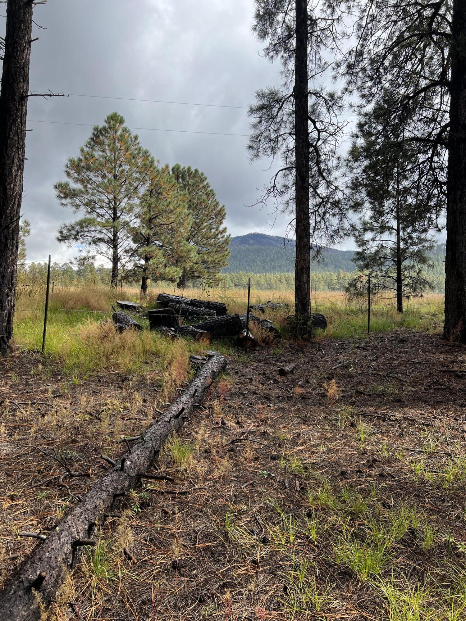 195 Mimbres Way