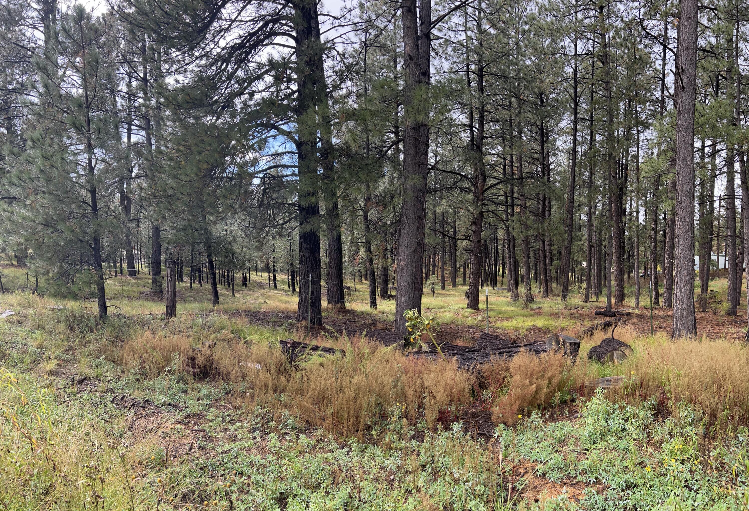 195 Mimbres Way