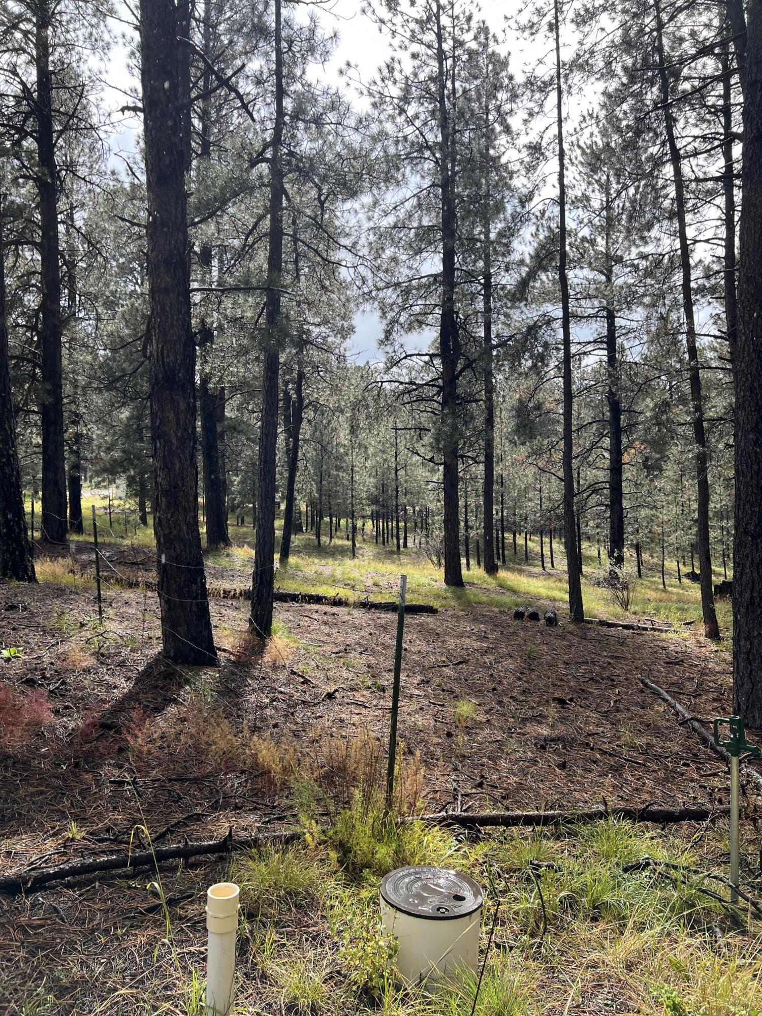 195 Mimbres Way