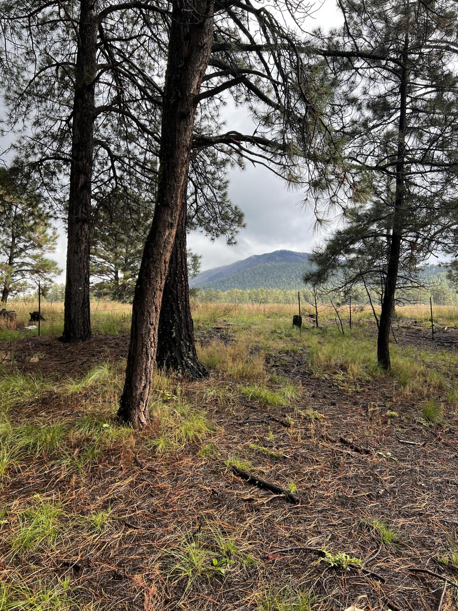 195 Mimbres Way